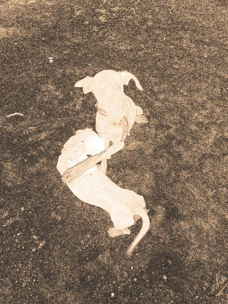 Étreinte Canine