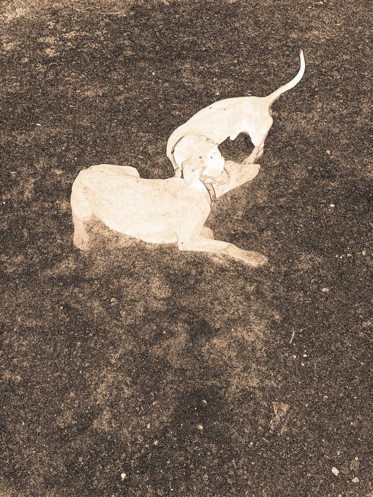 Gentle Companions