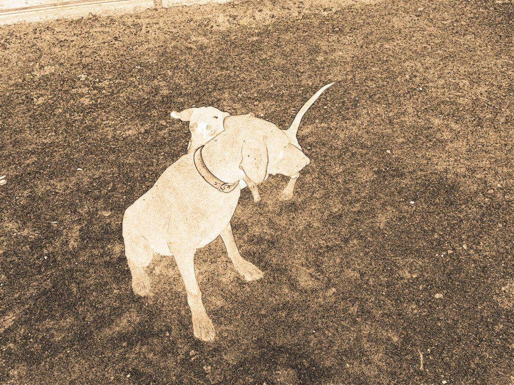 Verspielte Hunde