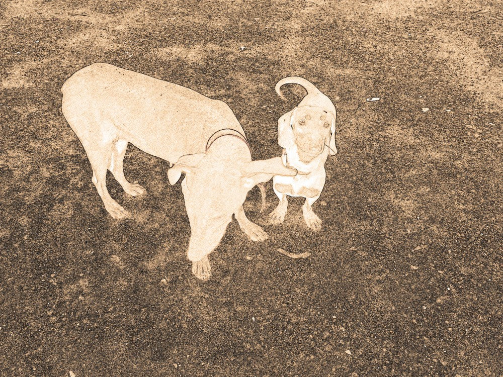 Canine Companions