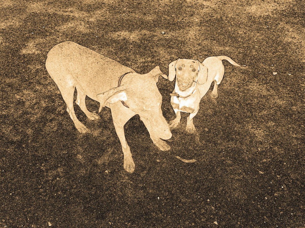 Canine Companions