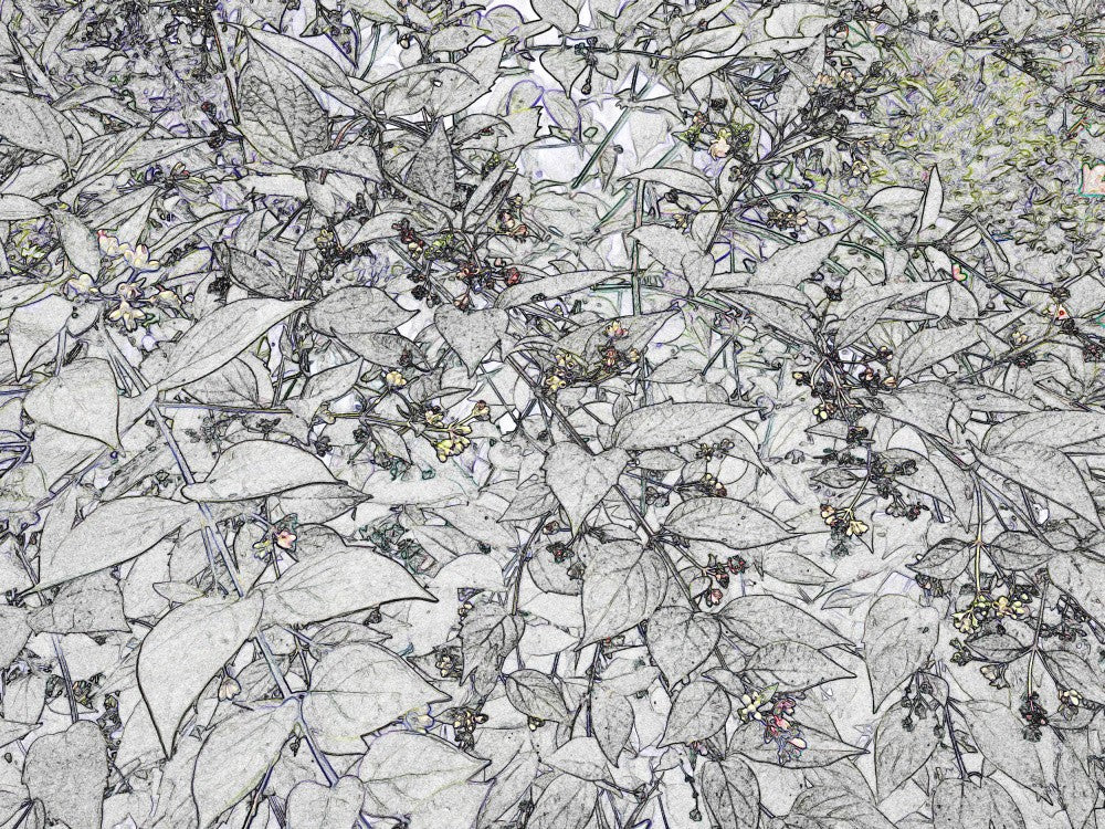 Whispering Foliage