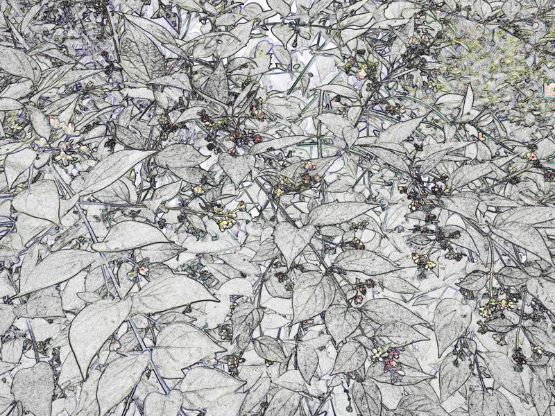 Whispering Foliage