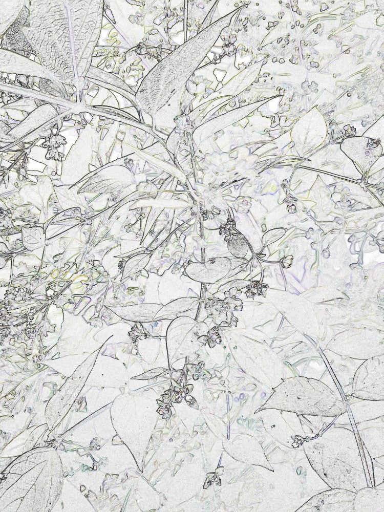 Whispering Leaves