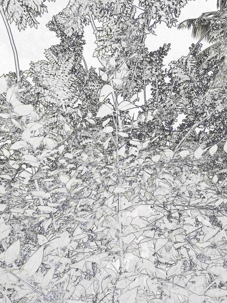 Nature's Sketchwork