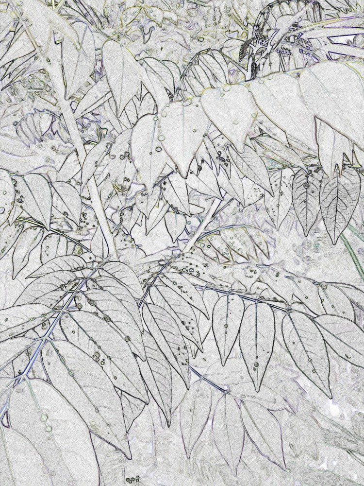 Frosted Foliage