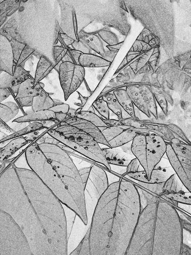 Veined Leaf Whispers