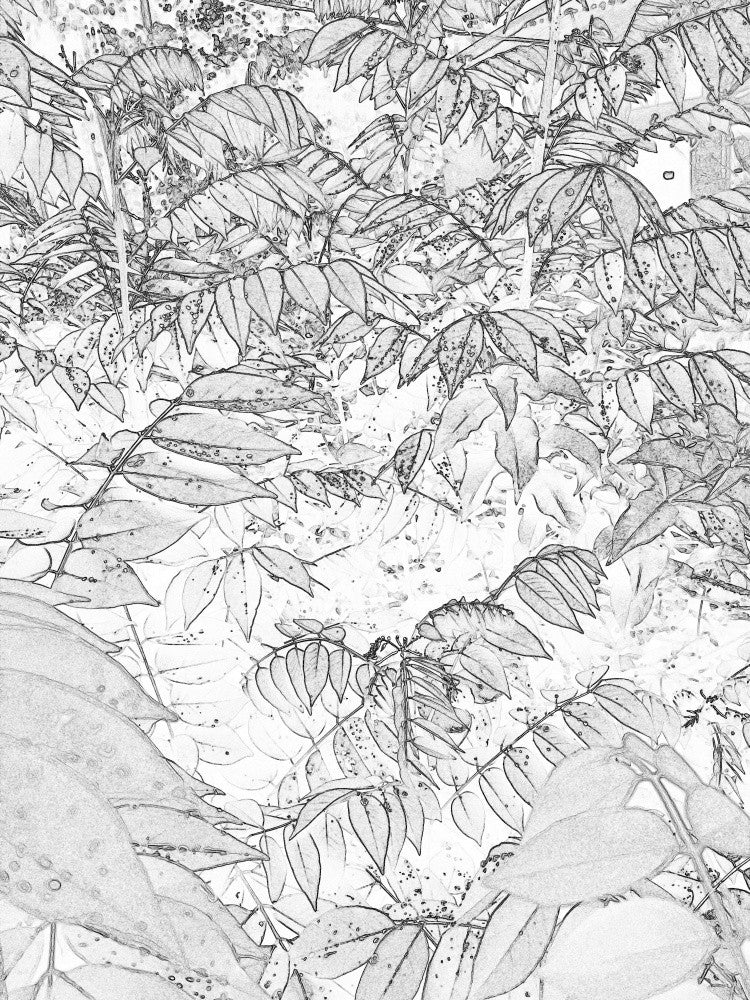 Chuchotis Feuillus
