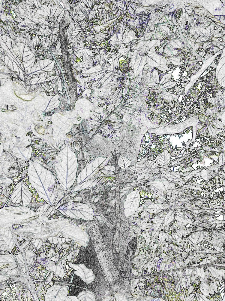 Leafy Whispers