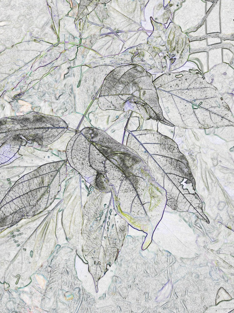 Veins of Nature