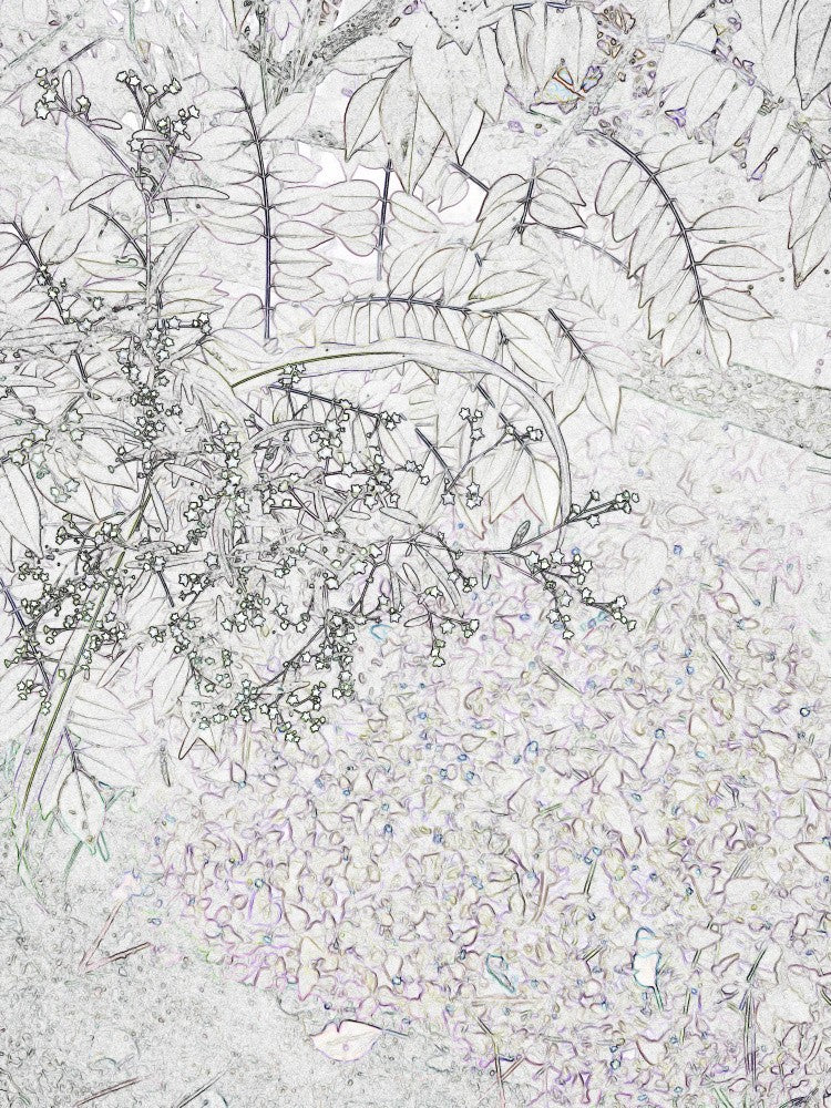 Whispering Branches