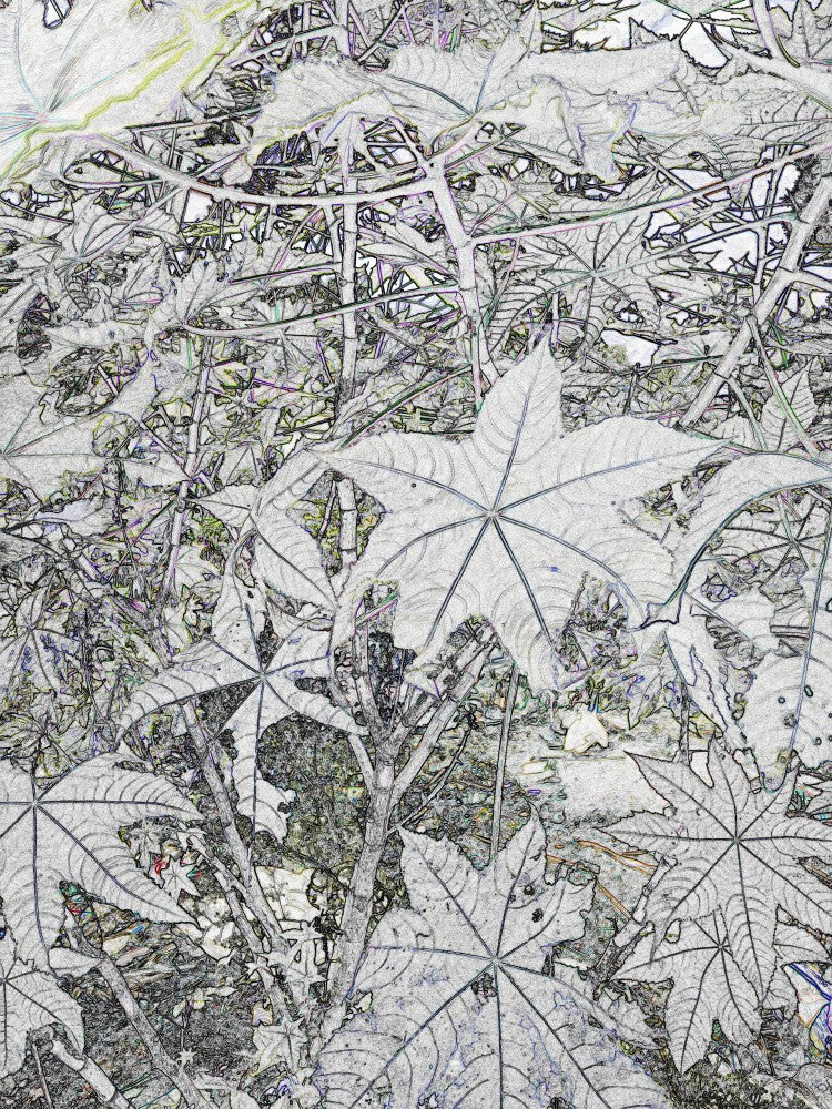 Web of Leaves