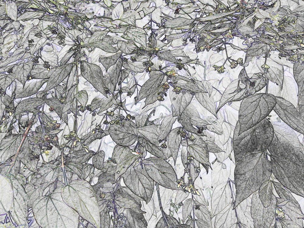 Leafy Whispers