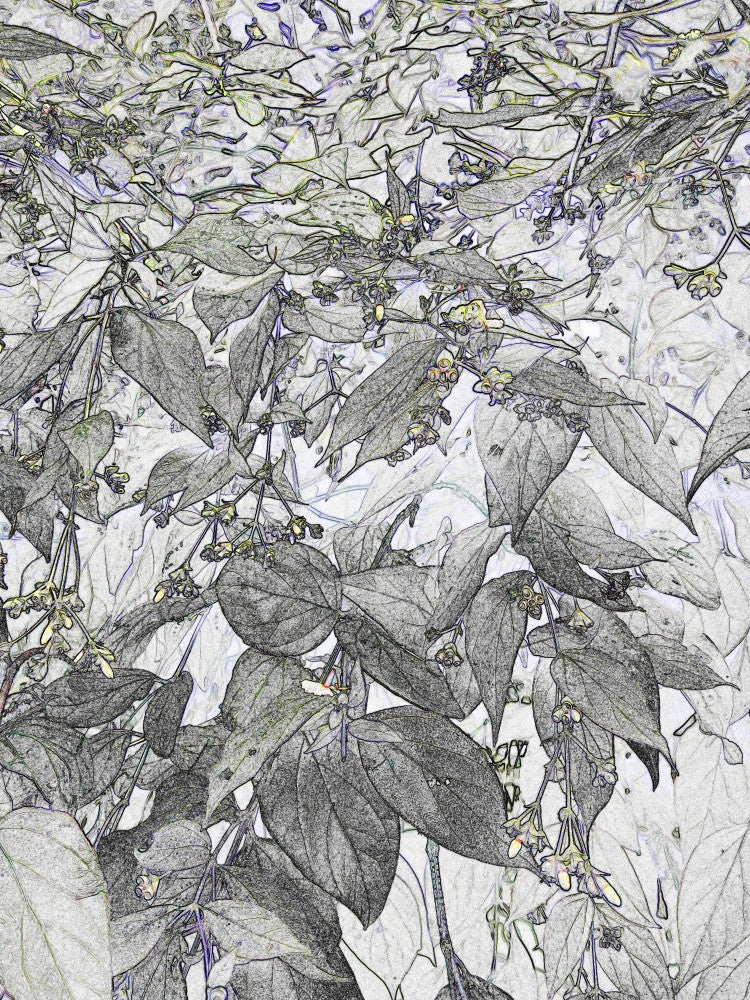 Verdant Whispers