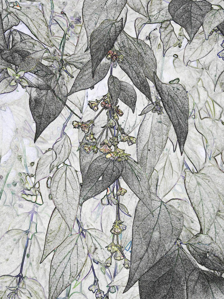 Floral Sketch Bloom
