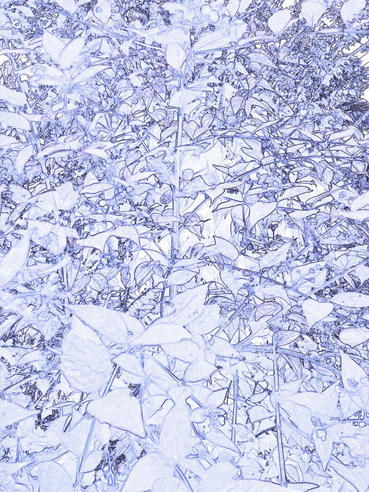 Mystical Foliage