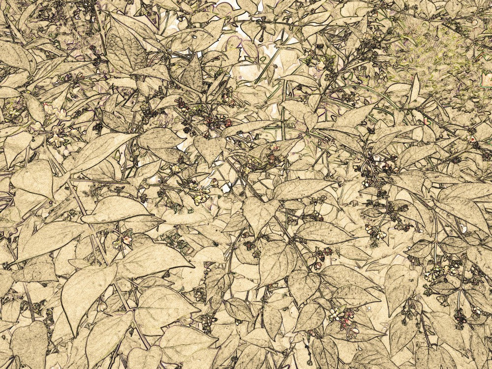 Leafy Whispers