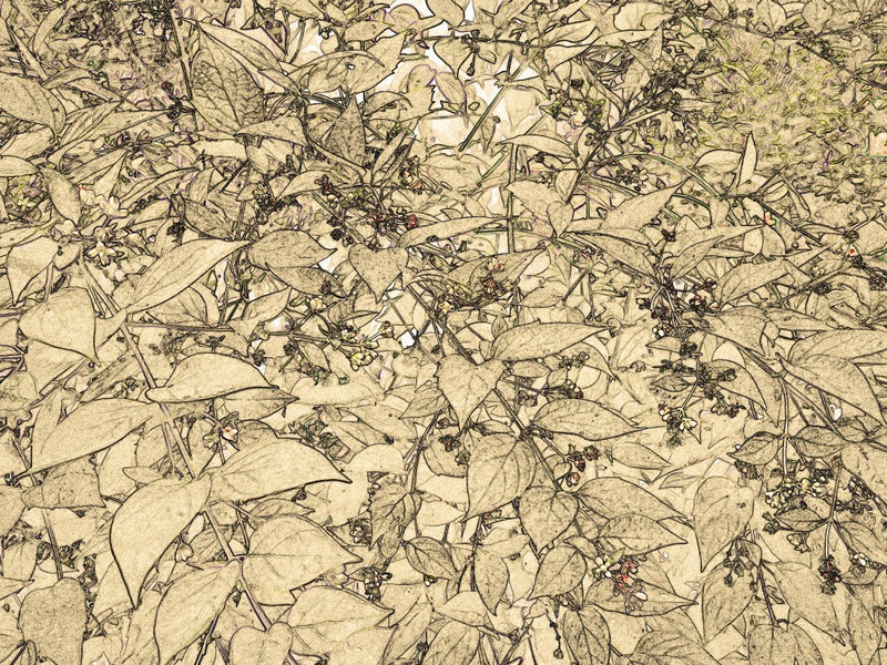 Leafy Whispers