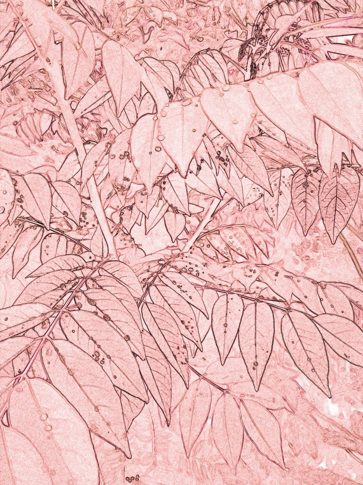 Autumn Leaves Dance