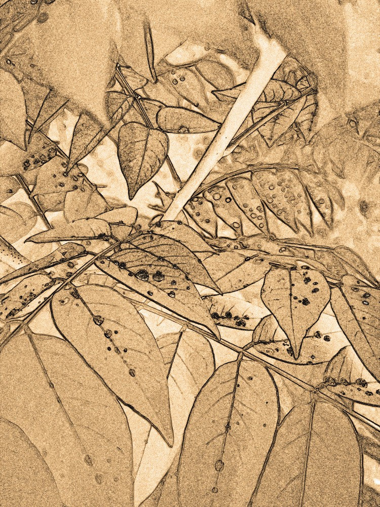 Leafy Dreamscape