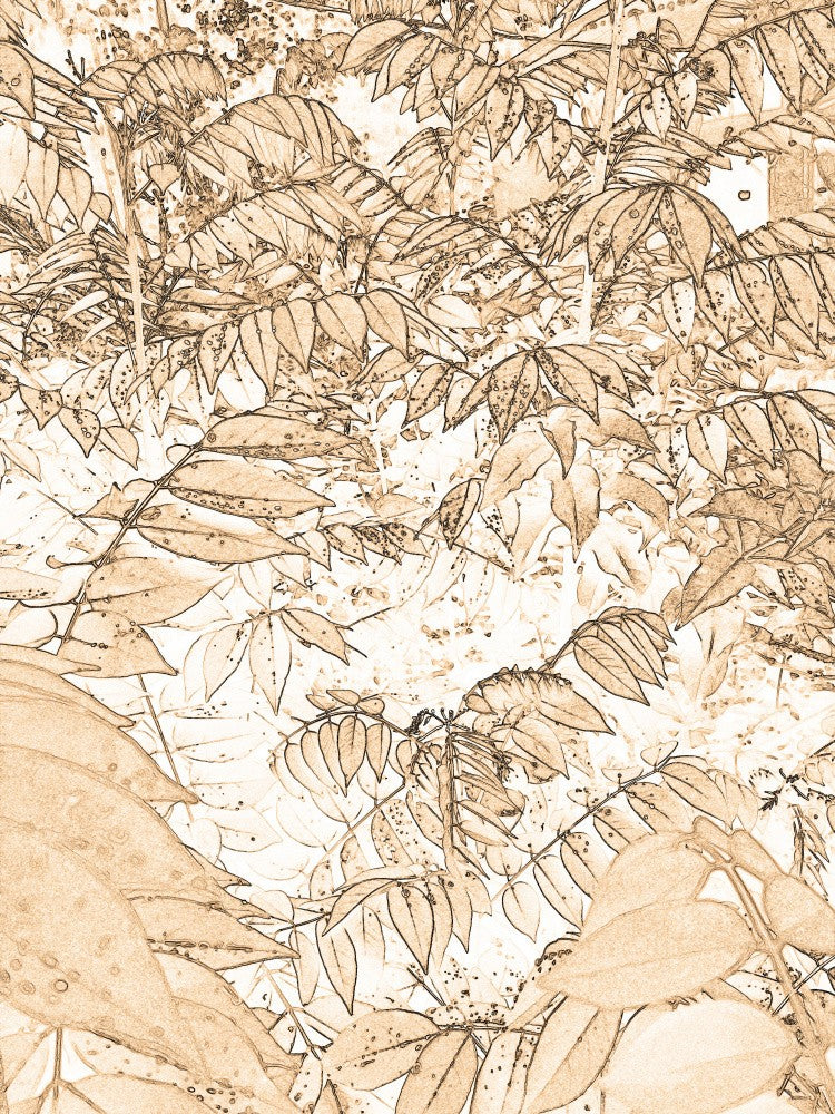 Leafy Dreams