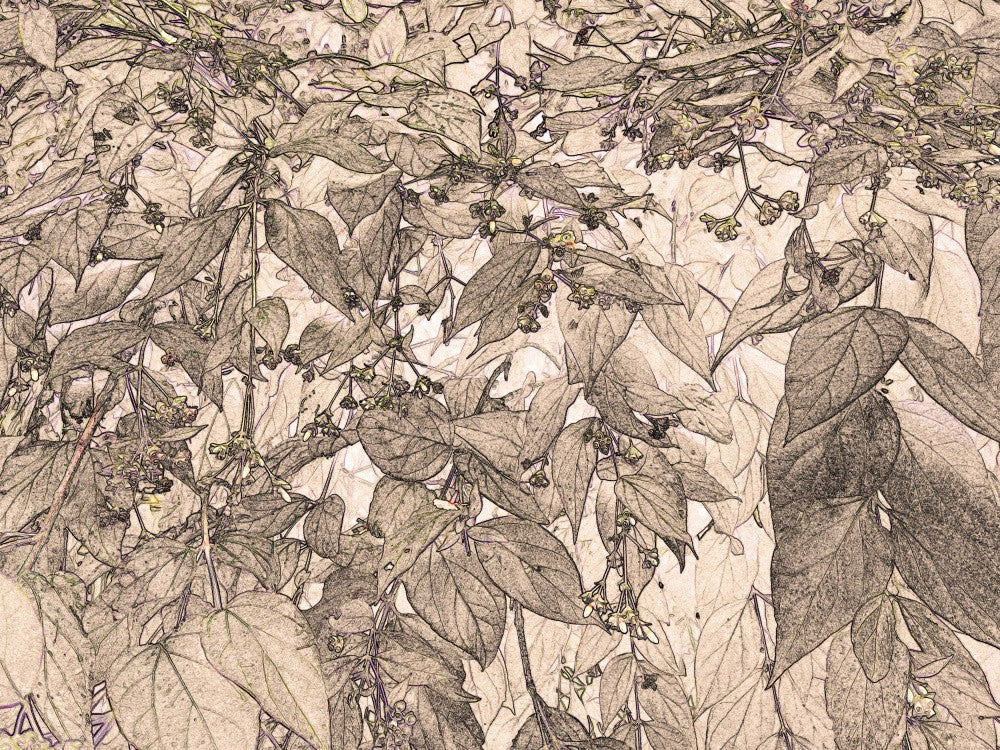 Botanical Whispers