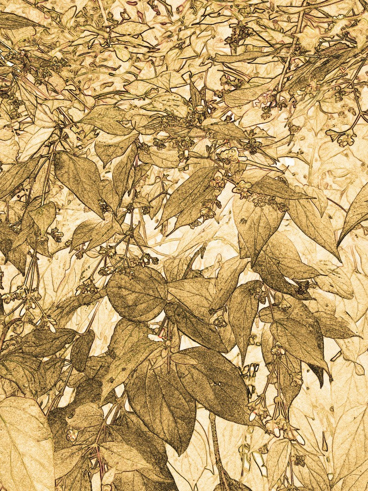 Golden Foliage Maze