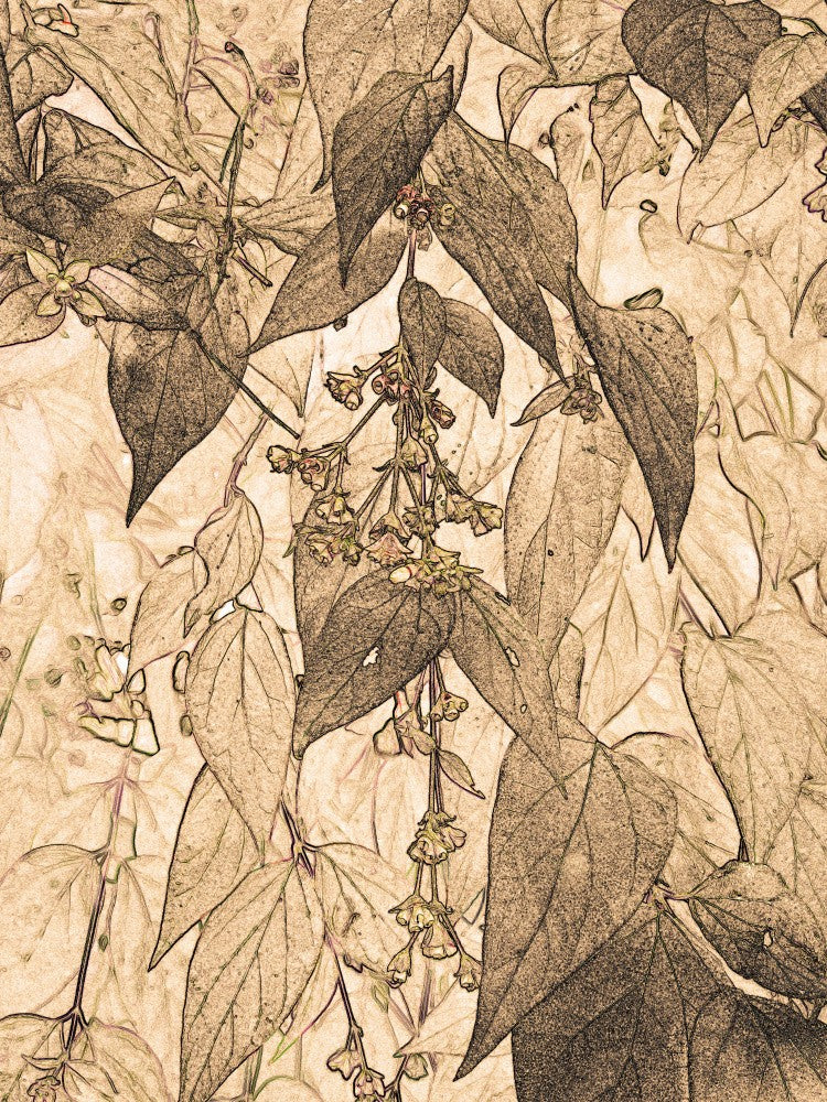 Faded Foliar Elegance