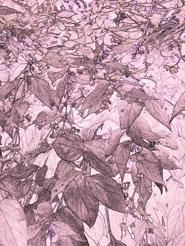 Petals in Whisper