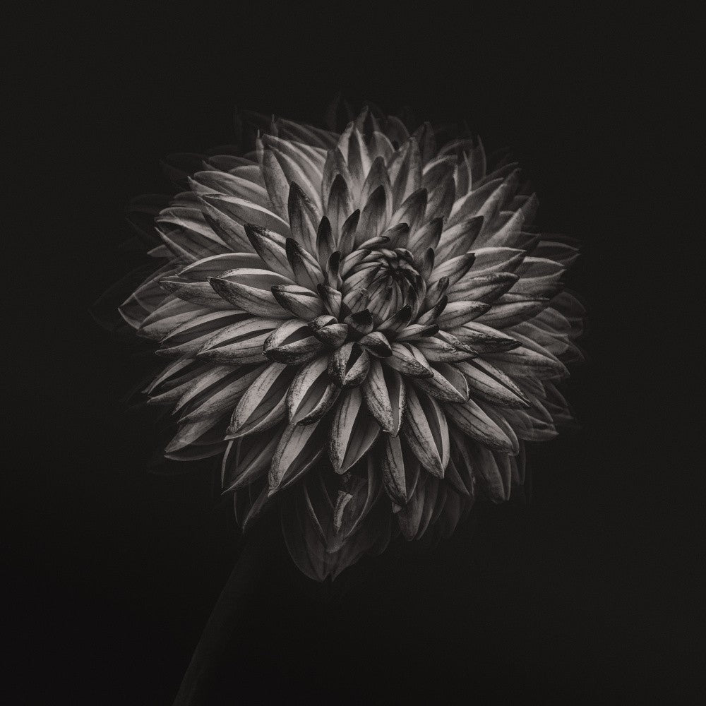 Silent bloom