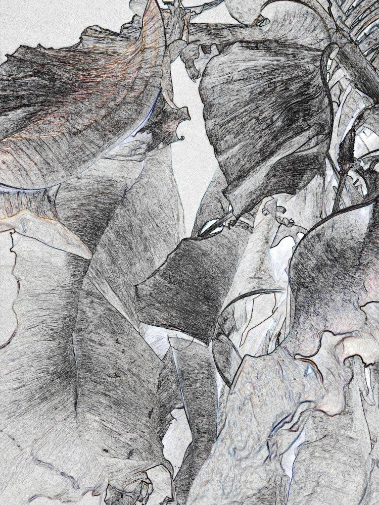 Nature's Veil