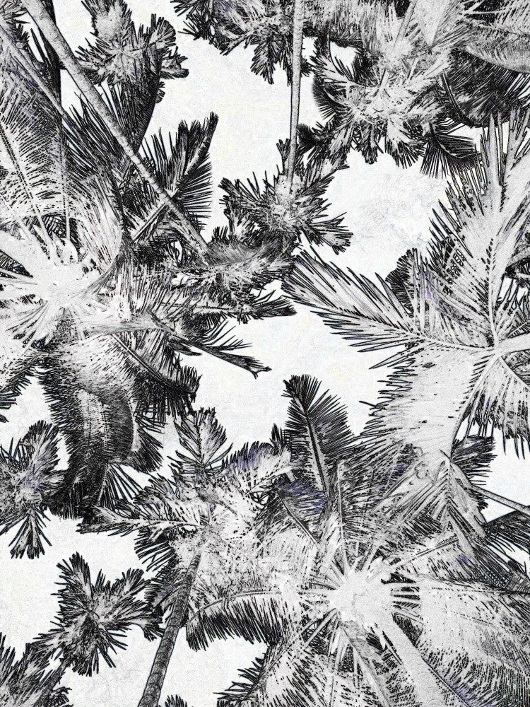 Palms in Monochrome