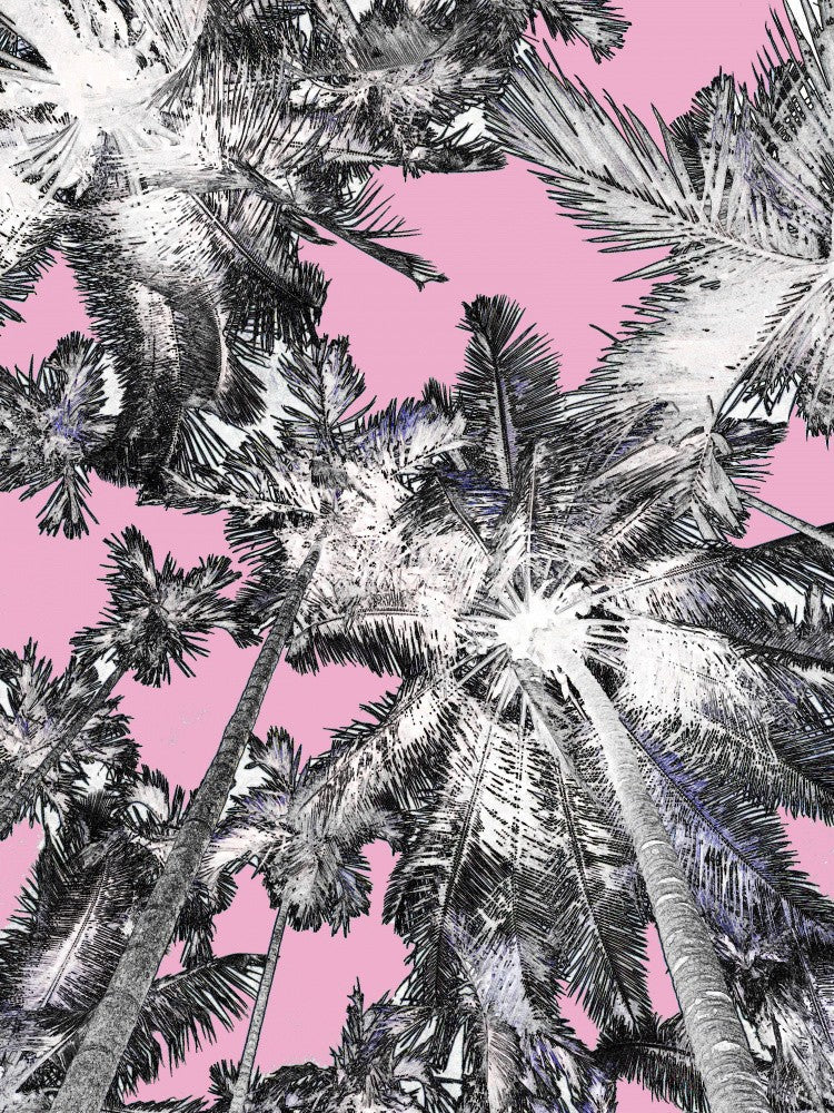 Palm Skies Dreaming