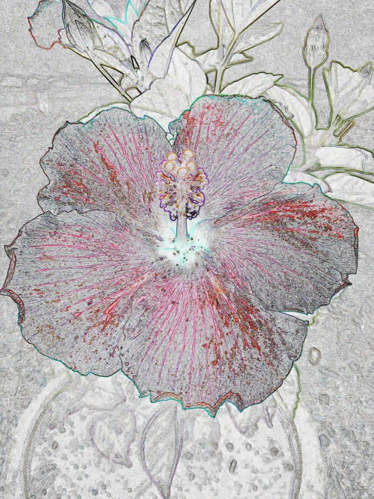 Hibiscus Dreamscape