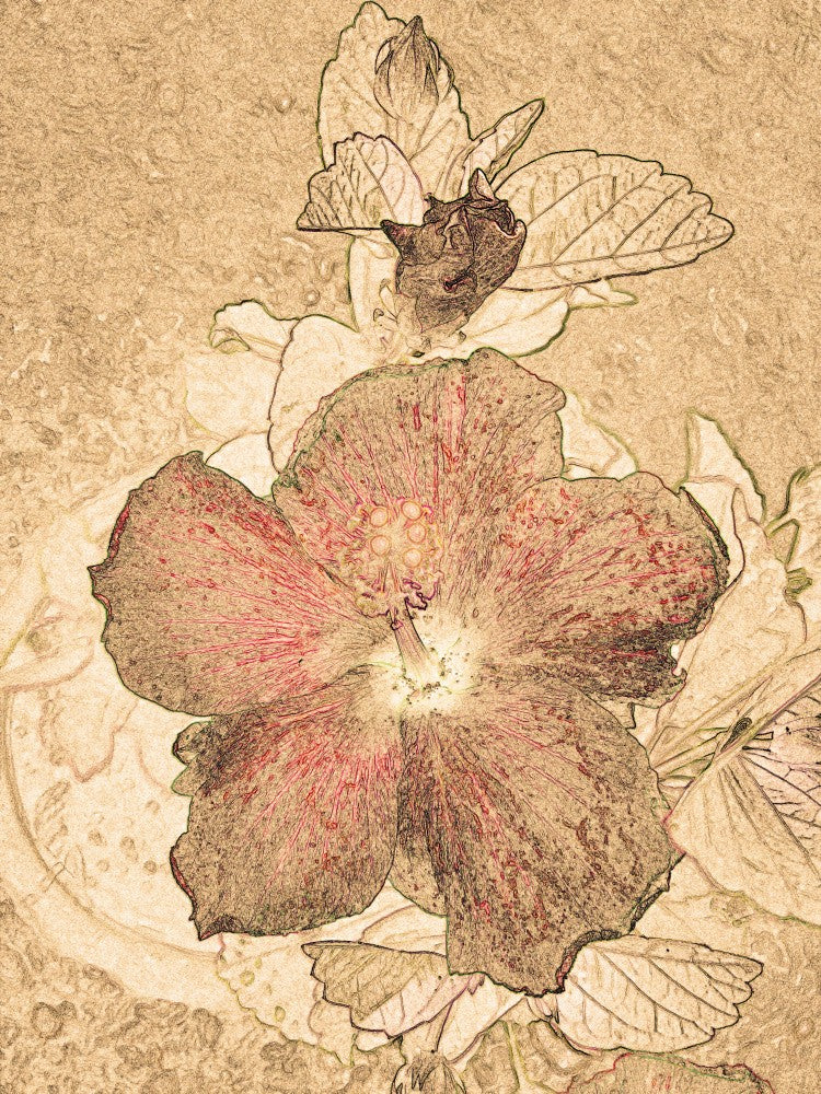 Hibiscus Essence