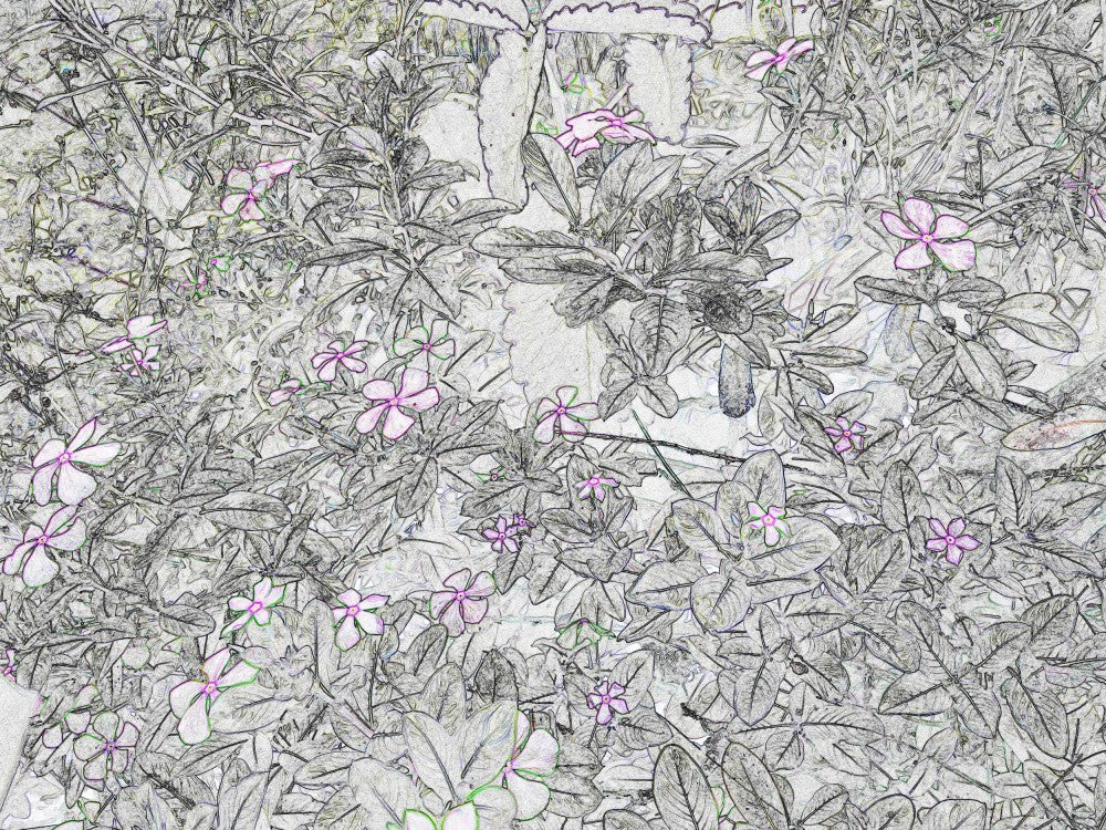 Petals and Steps