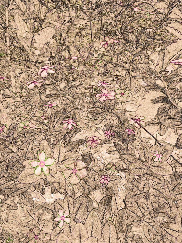 Petal Whispers