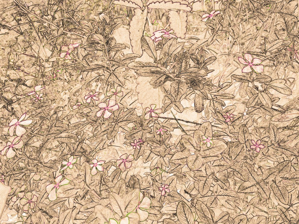 Petals and Pondering