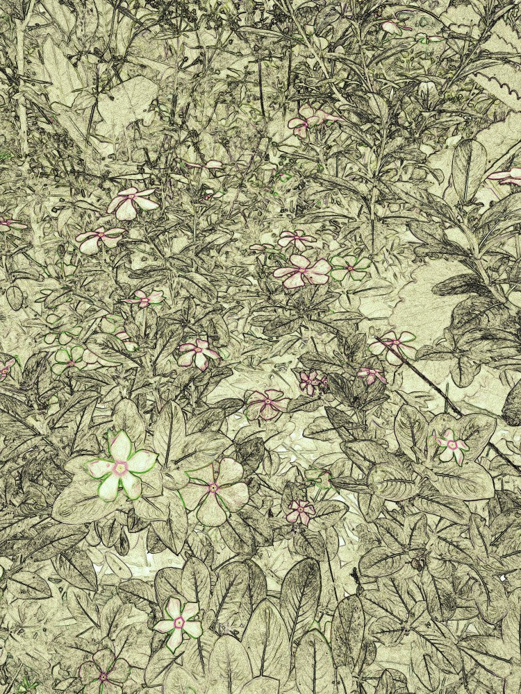 Petals in Sketches