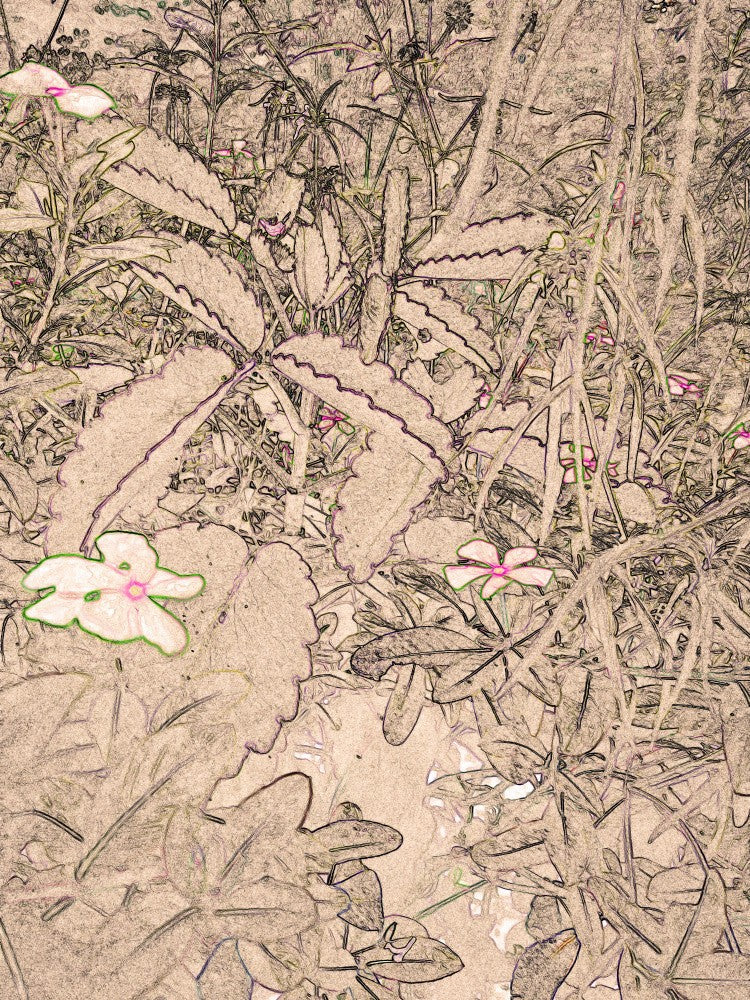Whispers of Nature