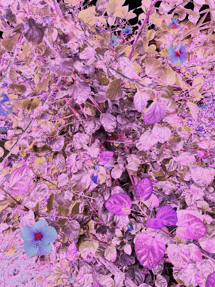 Pink Flora Dream