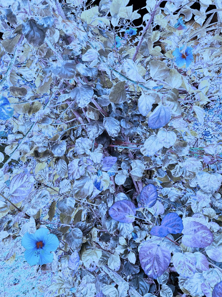 Leuchtende Blüten