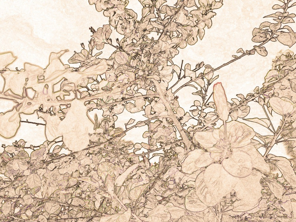 Floral Whispers
