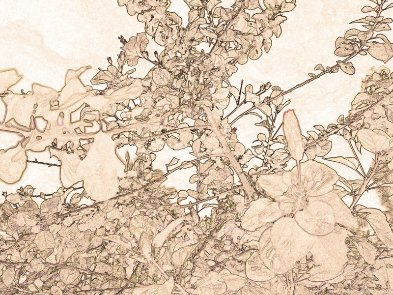 Floral Whispers