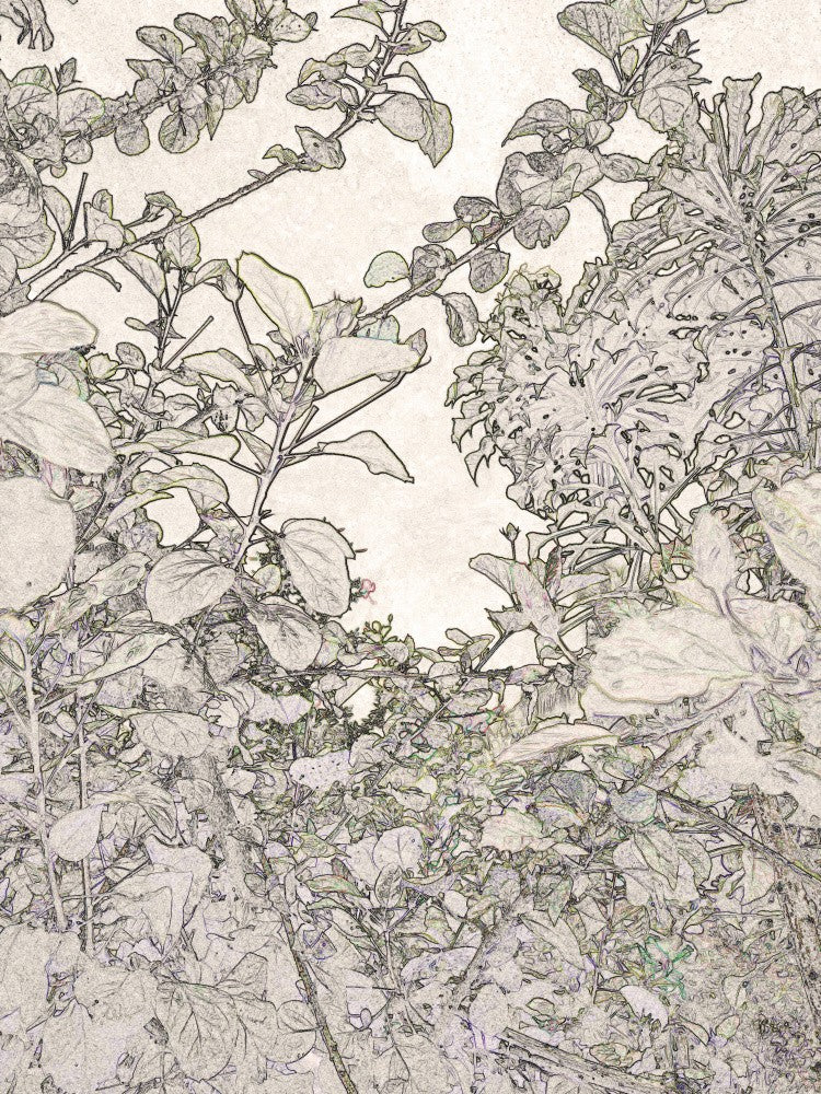 Mystical Foliage