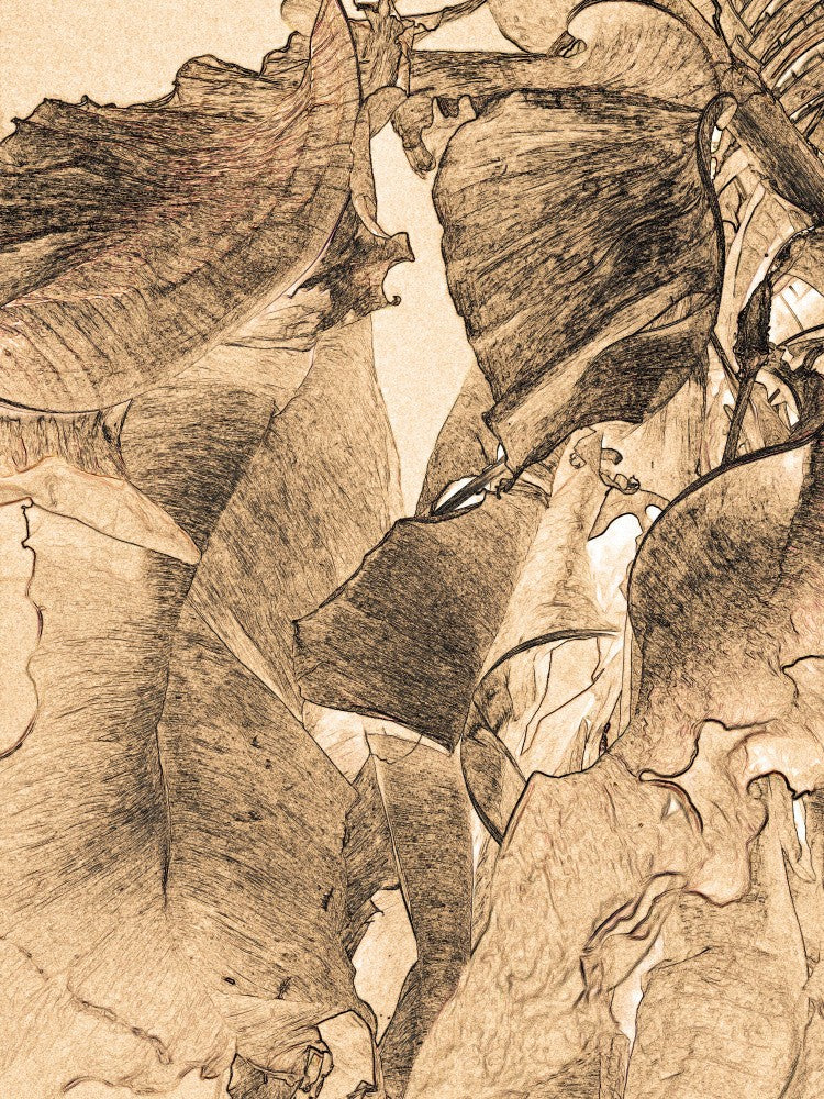 Leafy Whispers