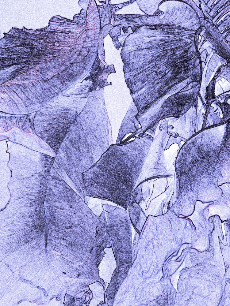 Feuilles murmurantes