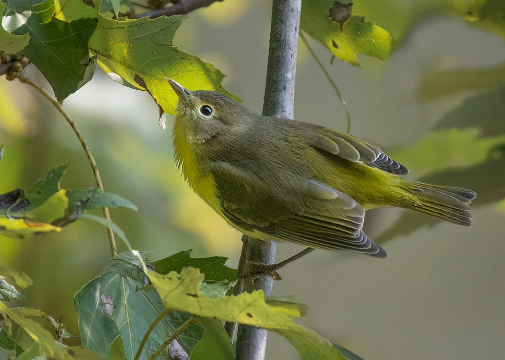 Golden Glimpse of a Nashville Warbler