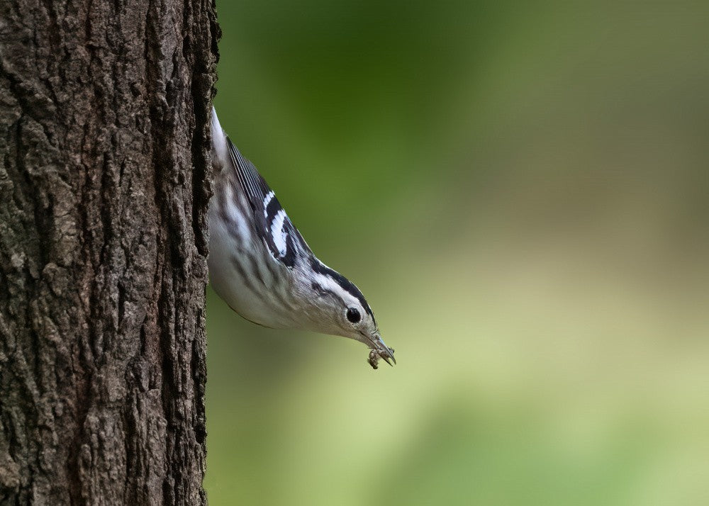 Black-and-white Warbler with Prey