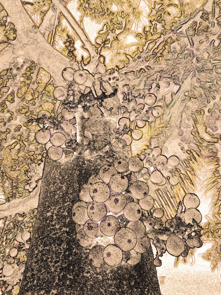 Bountiful Tree Dream
